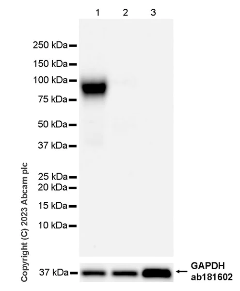 Western blot - Anti-SLCO2B1/OATP2B1 antibody [EPR28179-63] (AB313384)