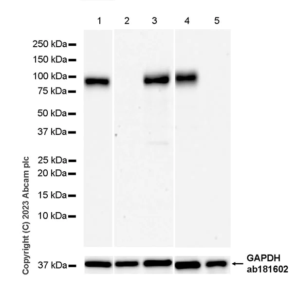 Western blot - Anti-SLCO2B1/OATP2B1 antibody [EPR28179-63] (AB313384)