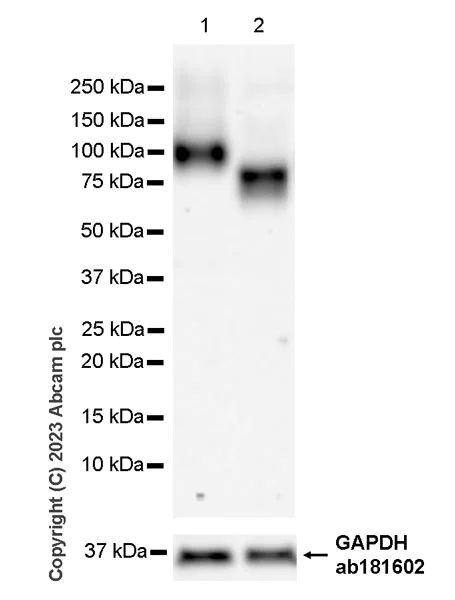 Western blot - Anti-SLCO2B1/OATP2B1 antibody [EPR28179-63] (AB313384)