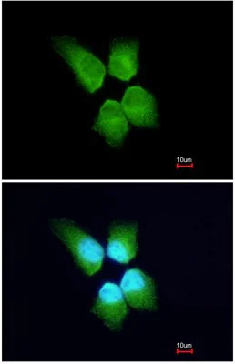 Immunocytochemistry/ Immunofluorescence - Anti-SLD5 antibody (AB101346)