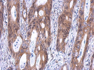 Immunohistochemistry (Formalin/PFA-fixed paraffin-embedded sections) - Anti-SLD5 antibody (AB101346), expandable thumbnail
