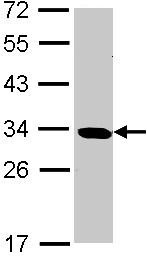 Western blot - Anti-SLD5 antibody (AB101346), expandable thumbnail