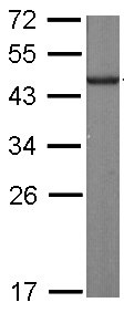 Western blot - Anti-SLD5 antibody (AB101346), expandable thumbnail