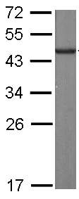 Western blot - Anti-SLD5 antibody (AB101346)