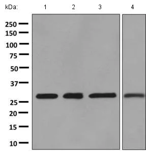 Western blot - Anti-SLD5 antibody [EPR9318] - BSA and Azide free (AB248880)