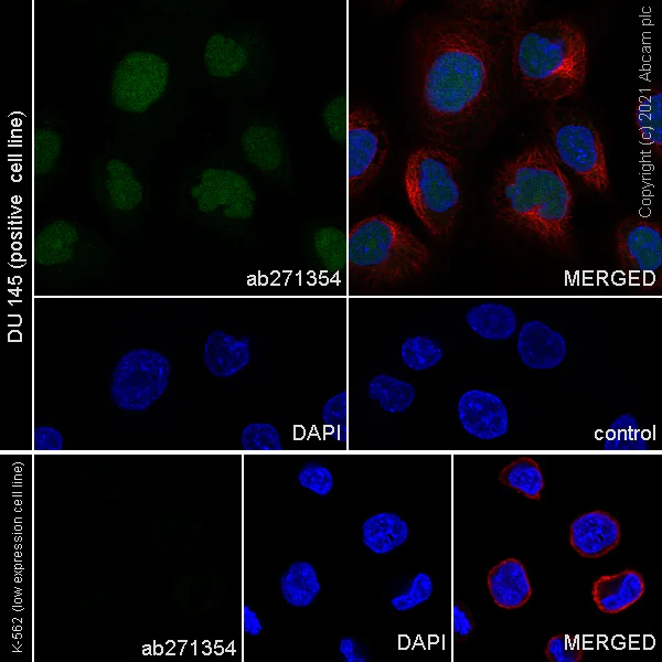 Immunocytochemistry/ Immunofluorescence - Anti-SLFN11 antibody [EPR24414-87] - BSA and Azide free (AB283232)