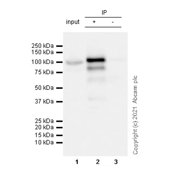 Immunoprecipitation - Anti-SLFN11 antibody [EPR24414-87] - BSA and Azide free (AB283232)