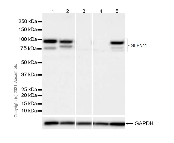 Western blot - Anti-SLFN11 antibody [EPR24414-87] - BSA and Azide free (AB283232)