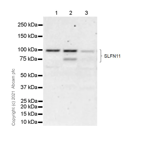 Western blot - Anti-SLFN11 antibody [EPR24414-87] - BSA and Azide free (AB283232)