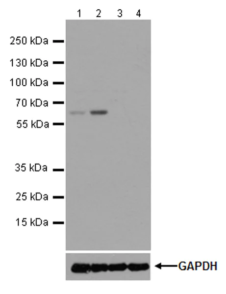 Western blot - Anti-SLFN12 antibody [EPR20904-32] (AB234418)