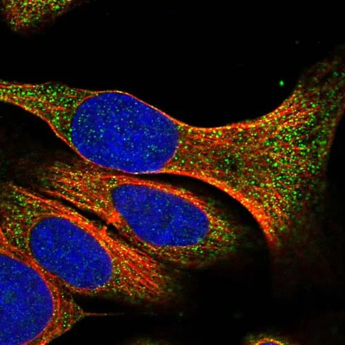 Immunocytochemistry/ Immunofluorescence - Anti-SLFN13 antibody (AB121737)