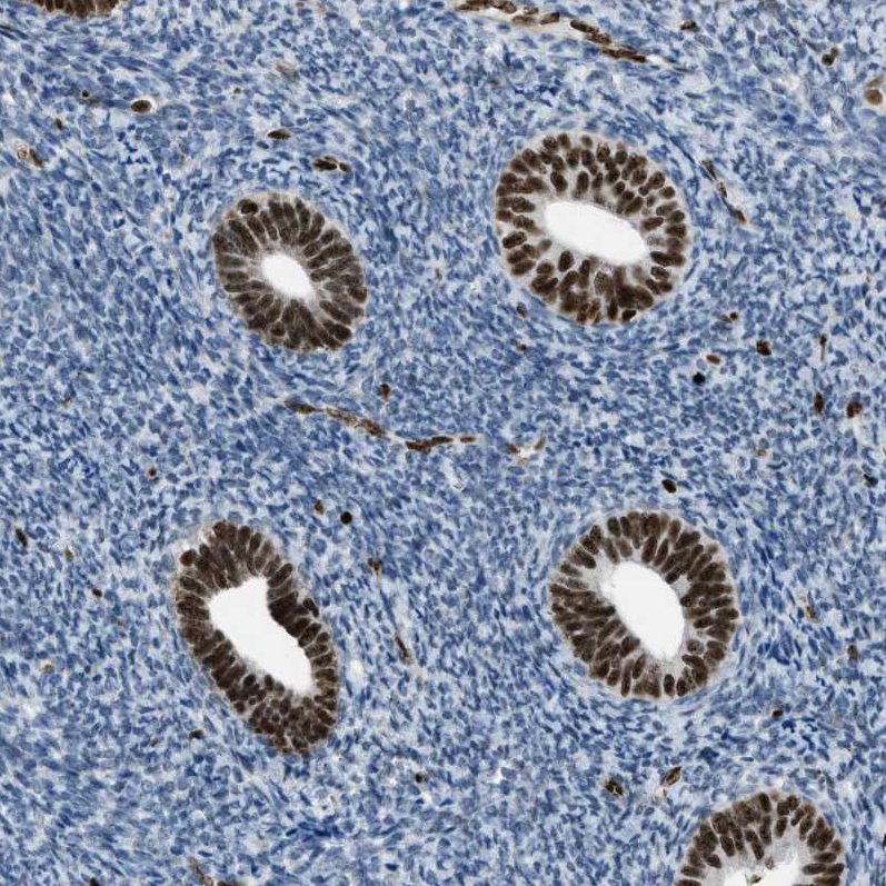 Immunohistochemistry (Formalin/PFA-fixed paraffin-embedded sections) - Anti-SLFN5 antibody (AB121537), expandable thumbnail