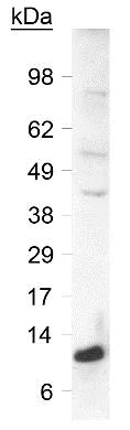 Western blot - Anti-SLIRP antibody (AB51523)