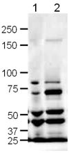Western blot - Anti-Slit1 antibody (AB10984)