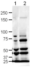 Western blot - Anti-Slit1 antibody (AB10984)