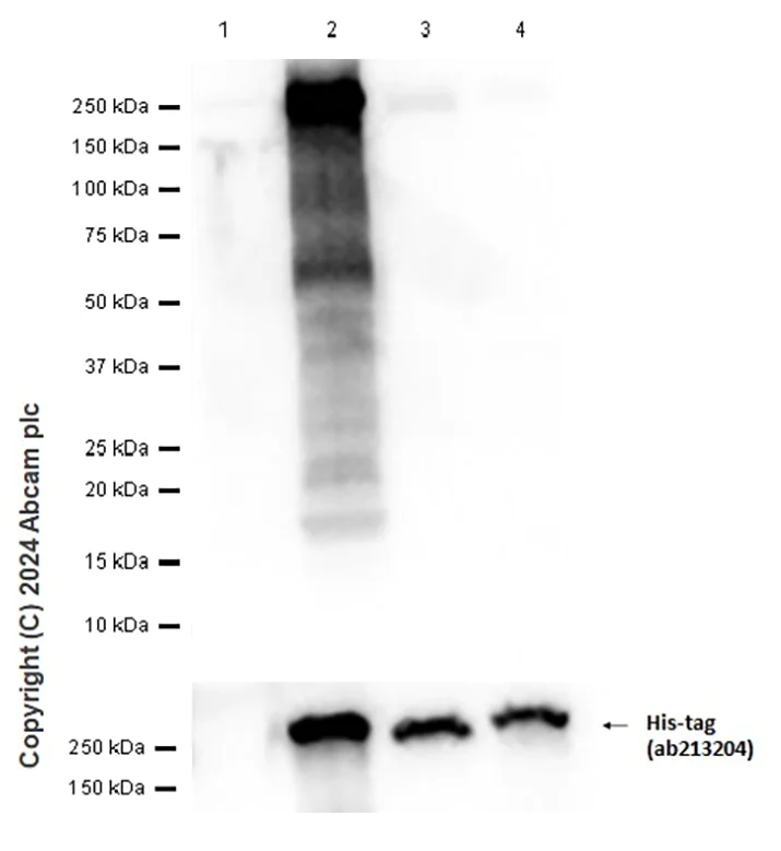Western blot - Anti-Slit1 antibody [EP5797(2)] - BSA and Azide free (AB249042)
