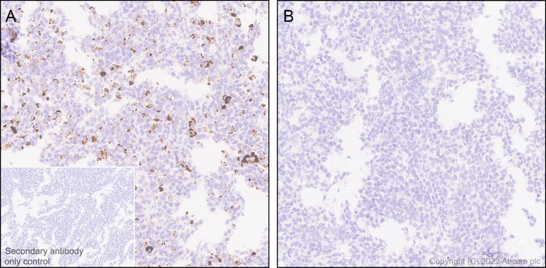 Immunohistochemistry (Formalin/PFA-fixed paraffin-embedded sections) - Anti-Slit1 antibody [EPR25107-4] - BSA and Azide free (AB307437)