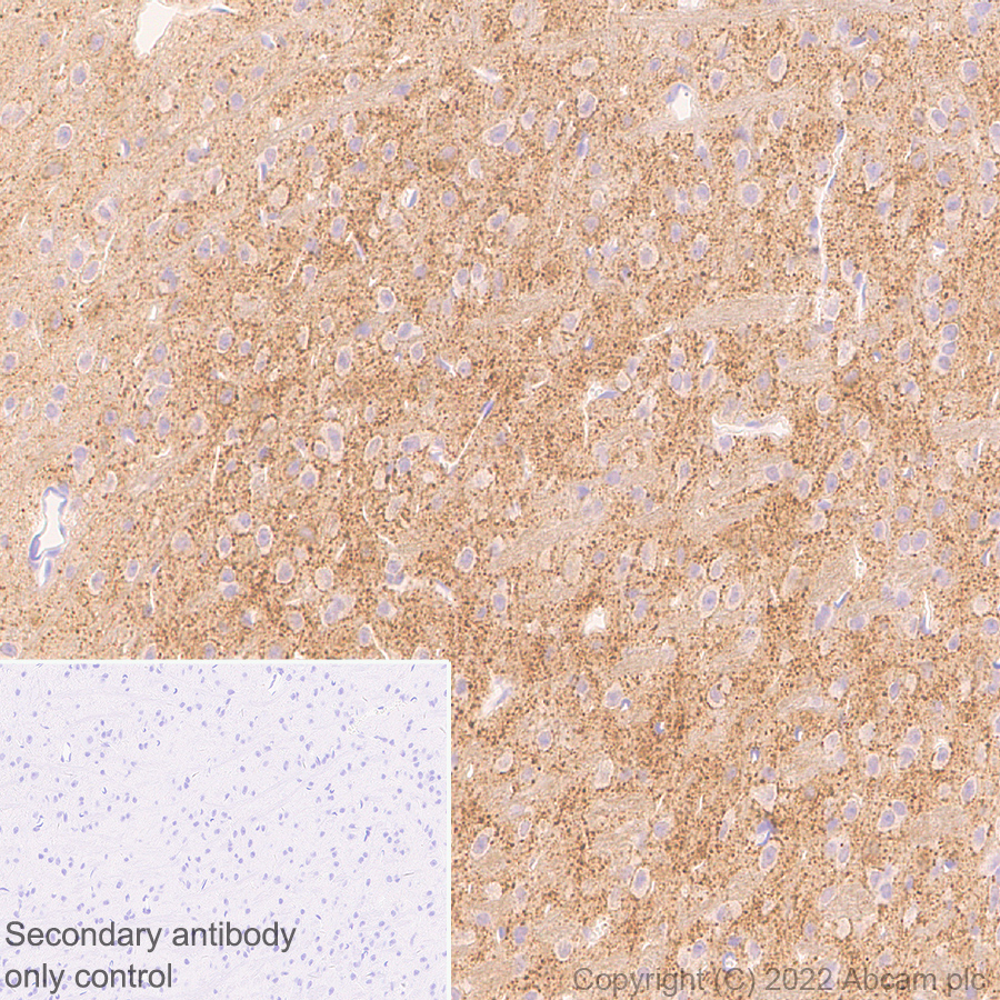 Immunohistochemistry (Formalin/PFA-fixed paraffin-embedded sections) - Anti-Slit1 antibody [EPR25107-4] - BSA and Azide free (AB307437), expandable thumbnail