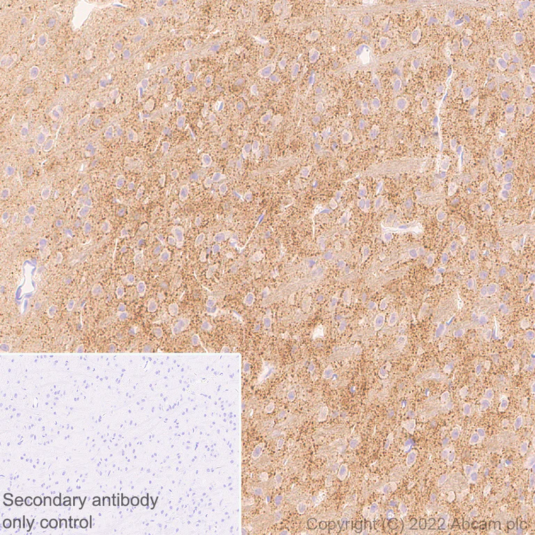 Immunohistochemistry (Formalin/PFA-fixed paraffin-embedded sections) - Anti-Slit1 antibody [EPR25107-4] - BSA and Azide free (AB307437)