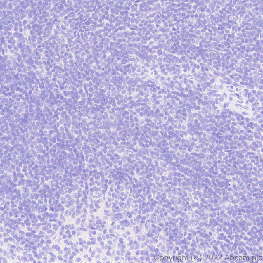 Immunohistochemistry (Formalin/PFA-fixed paraffin-embedded sections) - Anti-Slit1 antibody [EPR25107-4] - BSA and Azide free (AB307437), expandable thumbnail