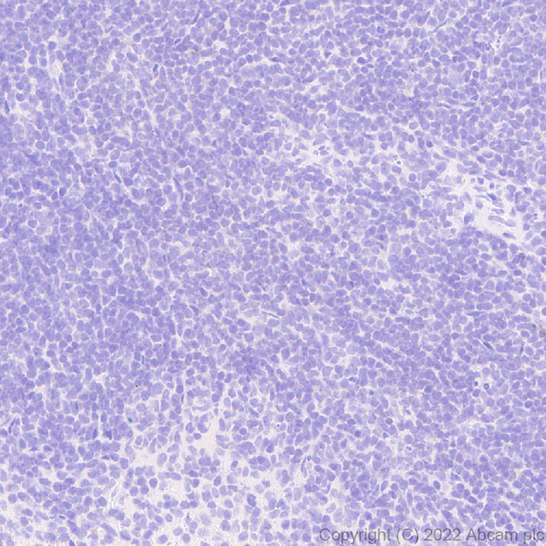 Immunohistochemistry (Formalin/PFA-fixed paraffin-embedded sections) - Anti-Slit1 antibody [EPR25107-4] - BSA and Azide free (AB307437)
