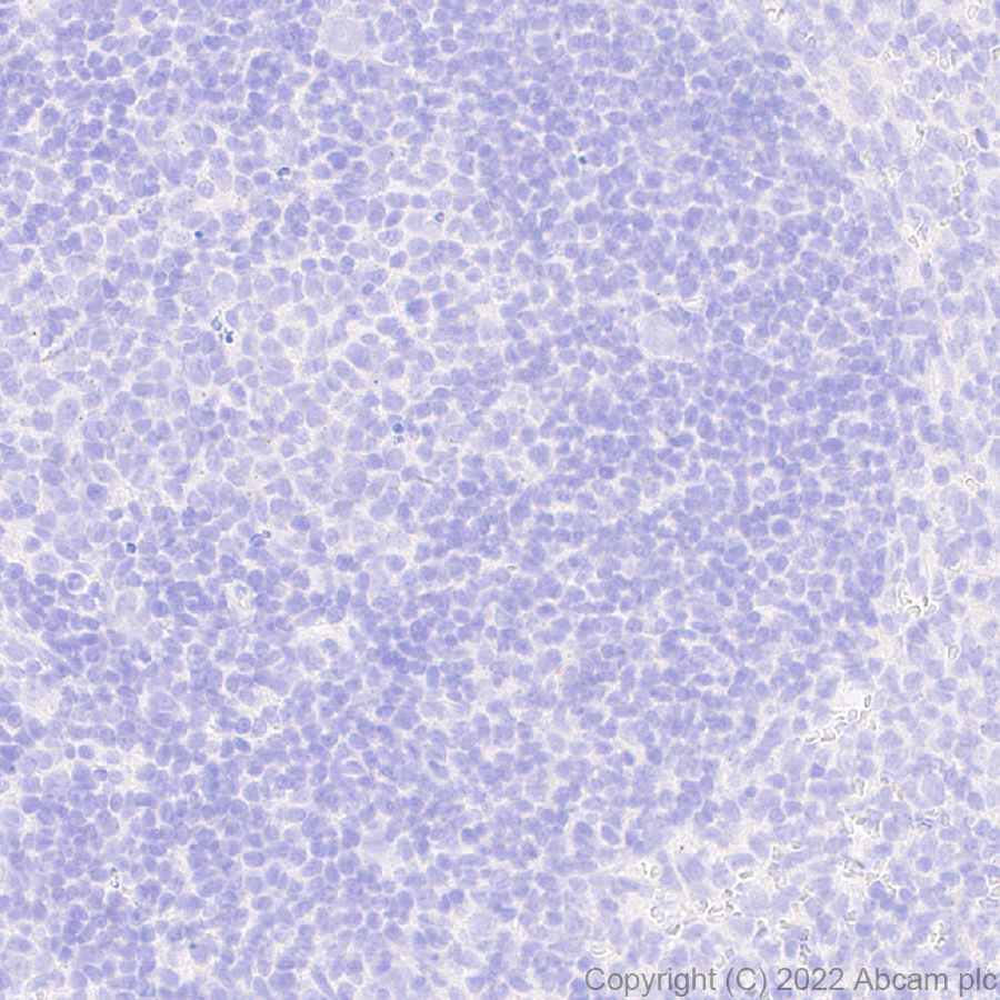 Immunohistochemistry (Formalin/PFA-fixed paraffin-embedded sections) - Anti-Slit1 antibody [EPR25107-4] - BSA and Azide free (AB307437), expandable thumbnail