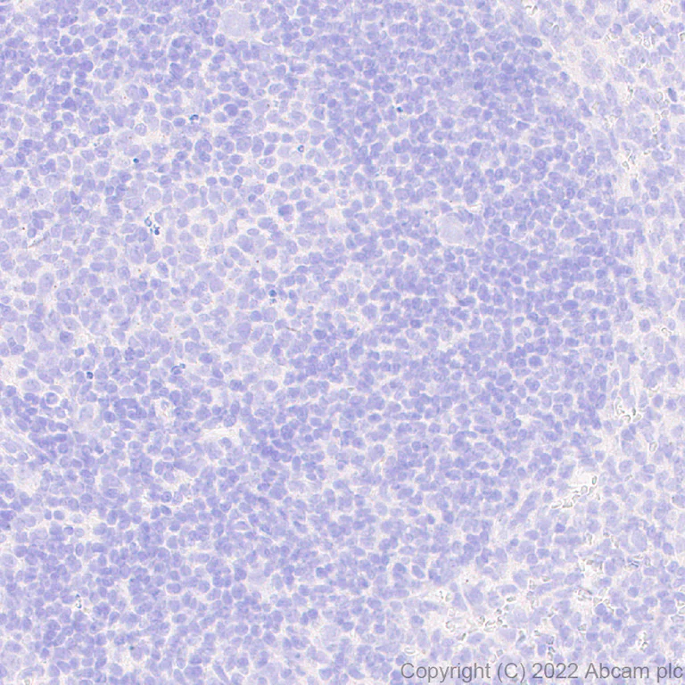 Immunohistochemistry (Formalin/PFA-fixed paraffin-embedded sections) - Anti-Slit1 antibody [EPR25107-4] - BSA and Azide free (AB307437)