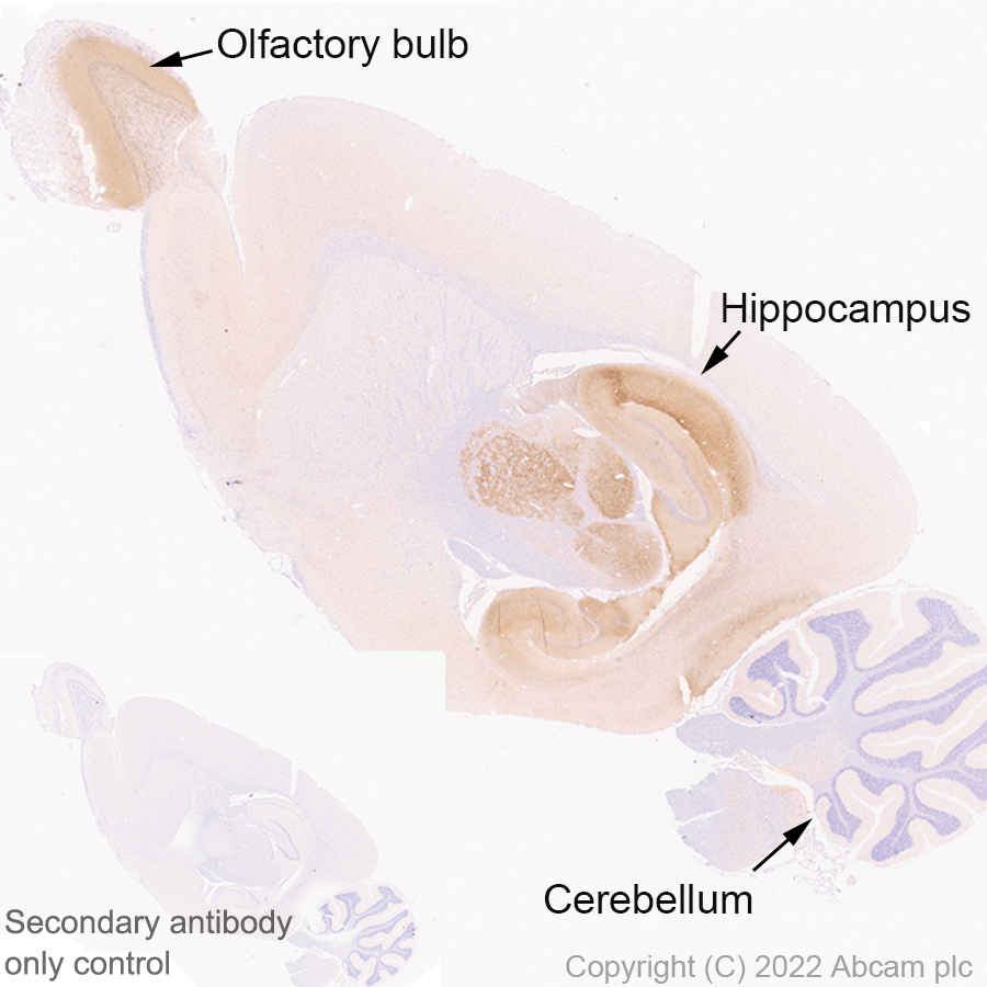 Immunohistochemistry (Formalin/PFA-fixed paraffin-embedded sections) - Anti-Slit1 antibody [EPR25107-4] - BSA and Azide free (AB307437), expandable thumbnail
