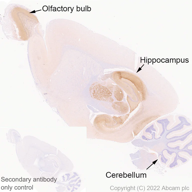 Immunohistochemistry (Formalin/PFA-fixed paraffin-embedded sections) - Anti-Slit1 antibody [EPR25107-4] - BSA and Azide free (AB307437)