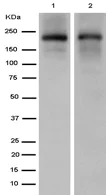 Western blot - Anti-Slit1 + Slit2 antibody [EP5796(N)] - BSA and Azide free (AB284838)
