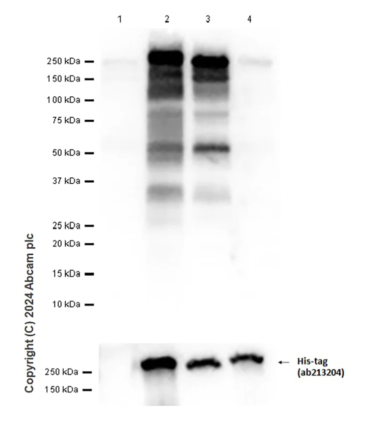 Western blot - Anti-Slit1 + Slit2 antibody [EP5796(N)] - BSA and Azide free (AB284838)