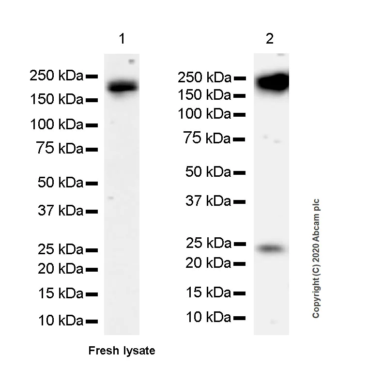 Western blot - Anti-Slit2 antibody [EPR23272-227] - BSA and Azide free (AB275092)