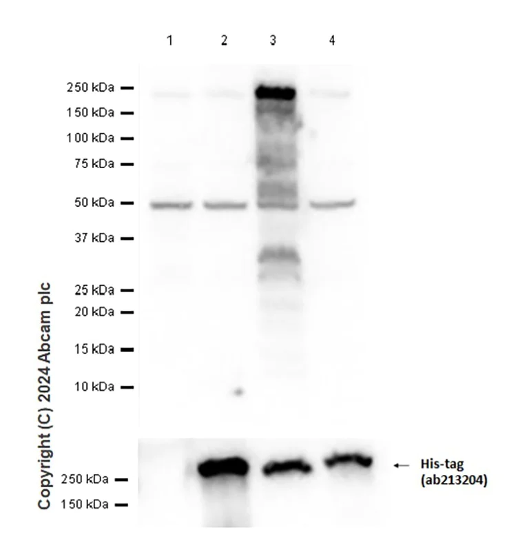 Western blot - Anti-Slit2 antibody [EPR23272-227] - BSA and Azide free (AB275092)