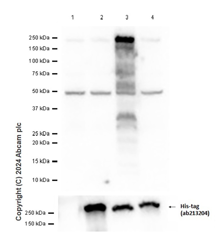 Western blot - Anti-Slit2 antibody [EPR2771] - BSA and Azide free (AB240085), expandable thumbnail