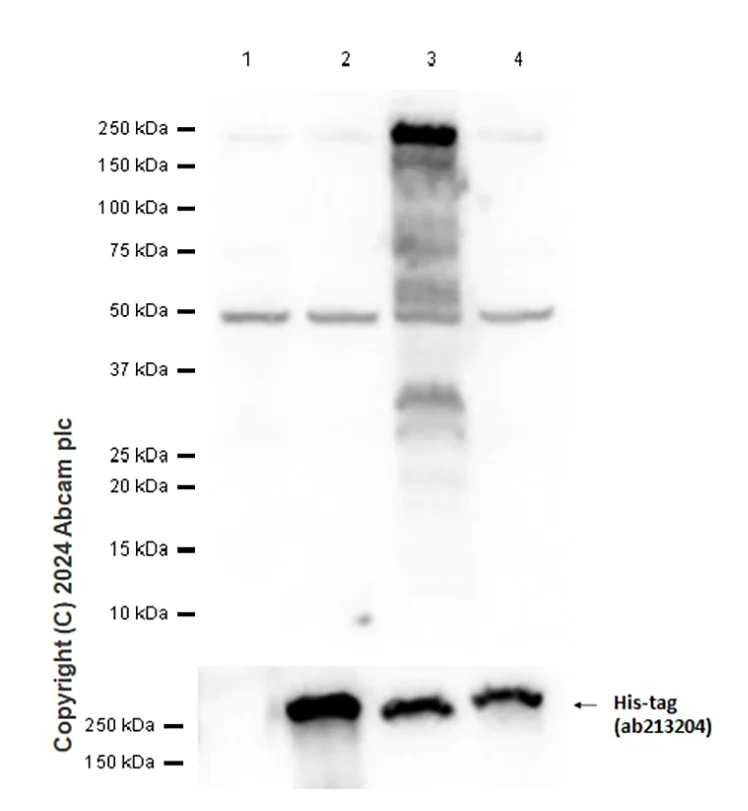 Western blot - Anti-Slit2 antibody [EPR2771] - BSA and Azide free (AB240085)