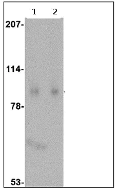 Western blot - Anti-Slitrk1 antibody (AB67238)