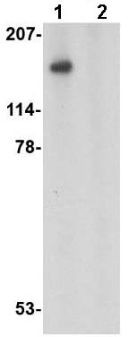 Western blot - Anti-SLITRK5 antibody (AB67309)