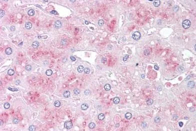 Immunohistochemistry (Formalin/PFA-fixed paraffin-embedded sections) - Anti-SLITRK6 antibody (AB188813)