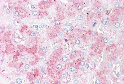 Immunohistochemistry (Formalin/PFA-fixed paraffin-embedded sections) - Anti-SLITRK6 antibody - N-terminal (AB188851)