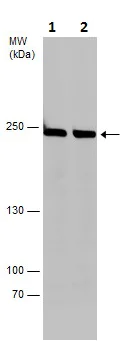 Western blot - Anti-SLK antibody (AB226986)