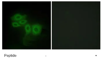 Immunocytochemistry/ Immunofluorescence - Anti-SLK antibody (AB65113)