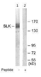 Western blot - Anti-SLK antibody (AB65113)