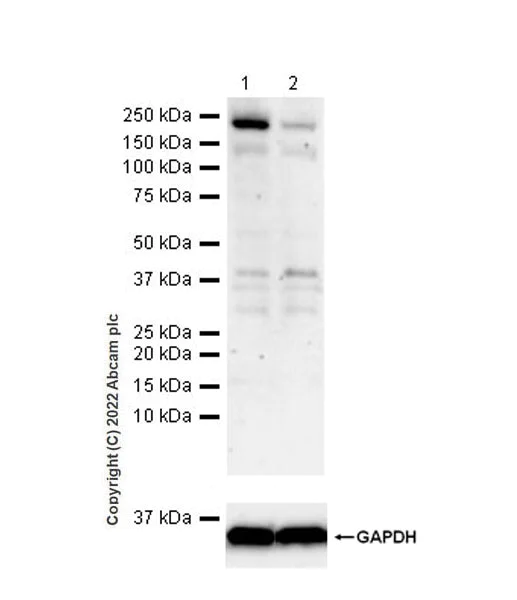 Western blot - Anti-SLK antibody [EPR25108-252] (BSA and Azide free) (AB302537)