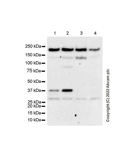 Western blot - Anti-SLK antibody [EPR25108-252] (BSA and Azide free) (AB302537)
