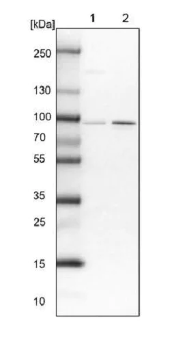 Western blot - Anti-SLMAP antibody (AB243383)