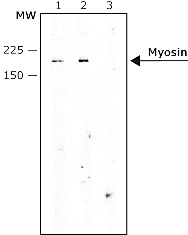 Western blot - Anti-Slow Skeletal Myosin Heavy chain antibody [NOQ7.5.4D] (AB11083)