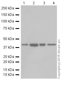 Western blot - Anti-SLP-2 antibody [EP18708] (AB191884)