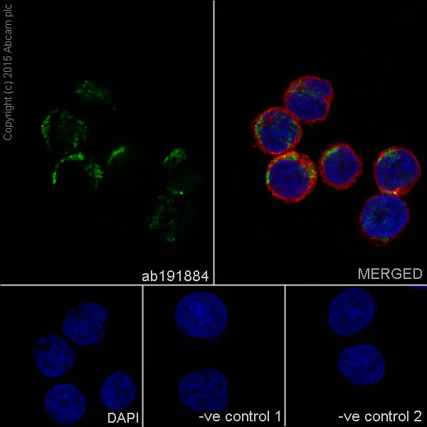 Immunocytochemistry/ Immunofluorescence - Anti-SLP-2 antibody [EP18708] - BSA and Azide free (AB251098)