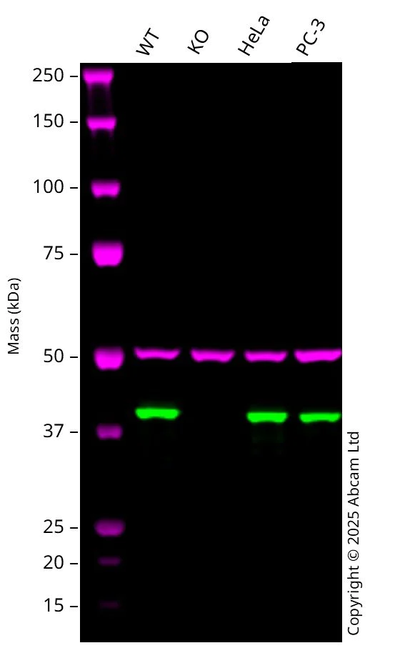 Western blot - Anti-SLP-2 antibody [EP18708] - BSA and Azide free (AB251098)