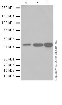 Western blot - Anti-SLP-2 antibody [EP18708] - BSA and Azide free (AB251098), expandable thumbnail